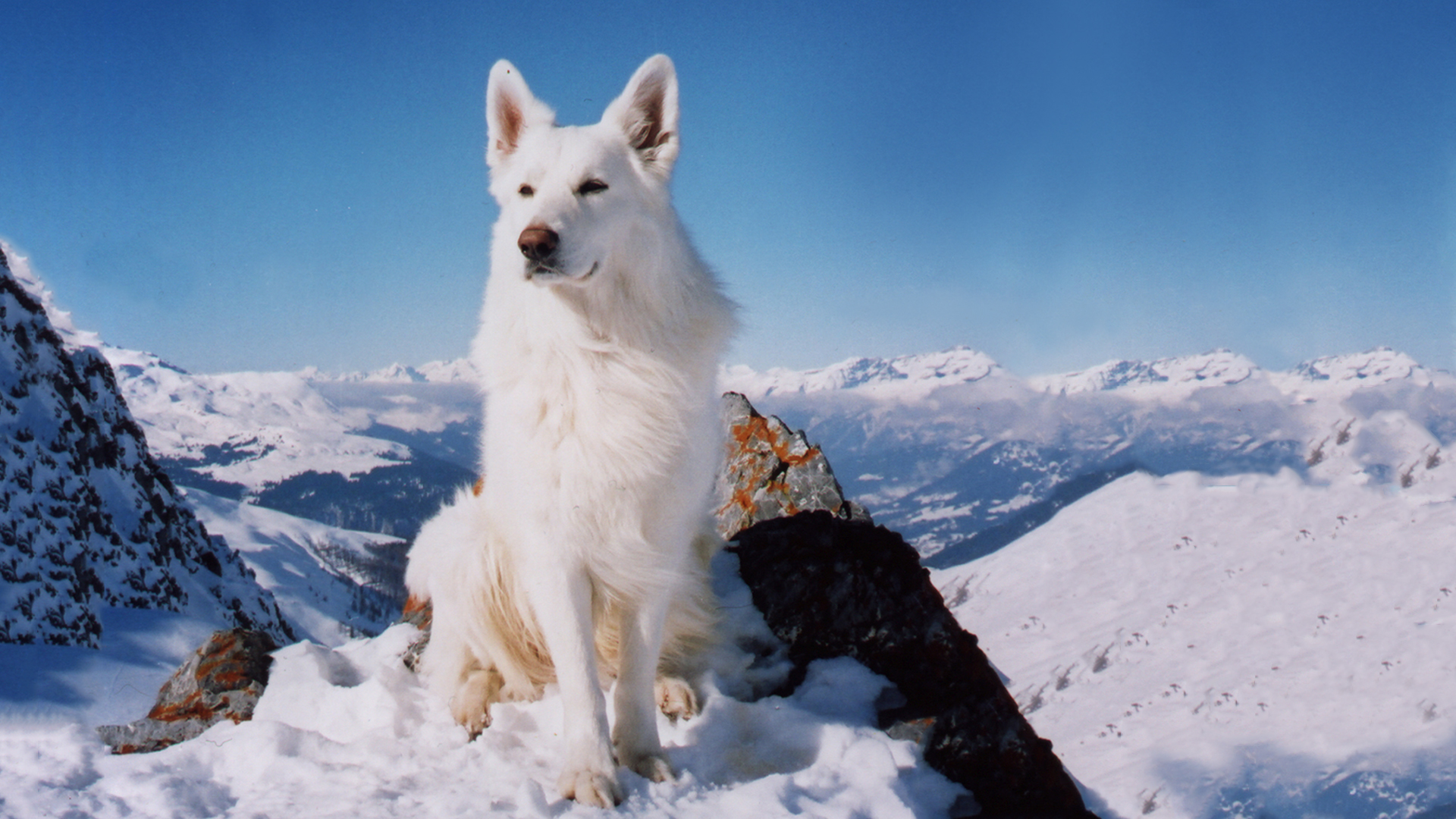 Dogs With Jobs E25 Yukon, Biggles and Kodak Knowledge.ca